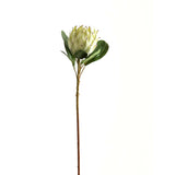 large white protea