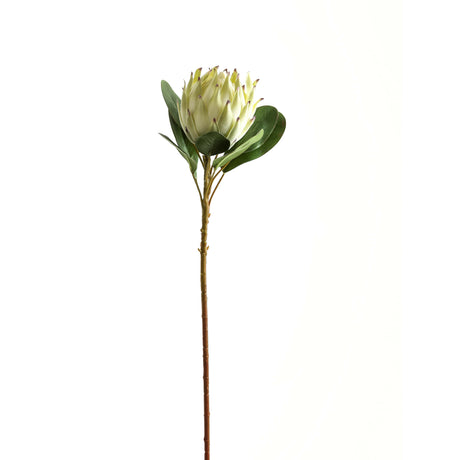 large white protea