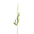 white veronica stem
