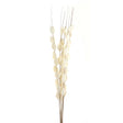 bouquet of dried thlaspi arvense