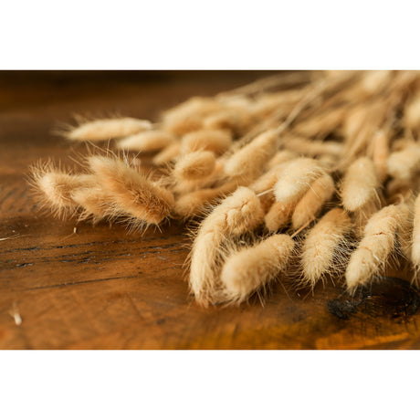 bouquet of tall bunny tails