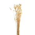 bouquet of tall bunny tails