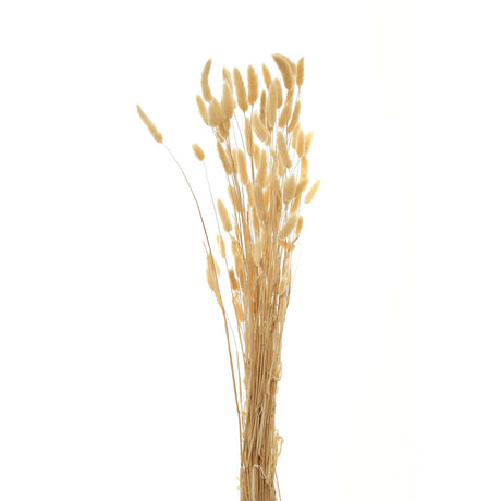 bouquet of tall bunny tails