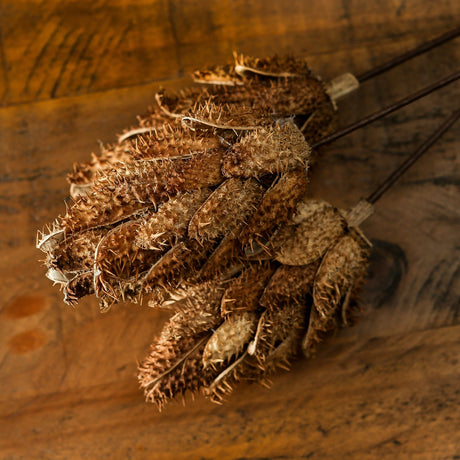 bouquet of dried protea