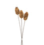 bouquet of dried protea