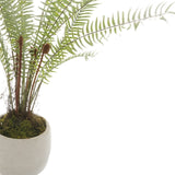 white potted boston fern