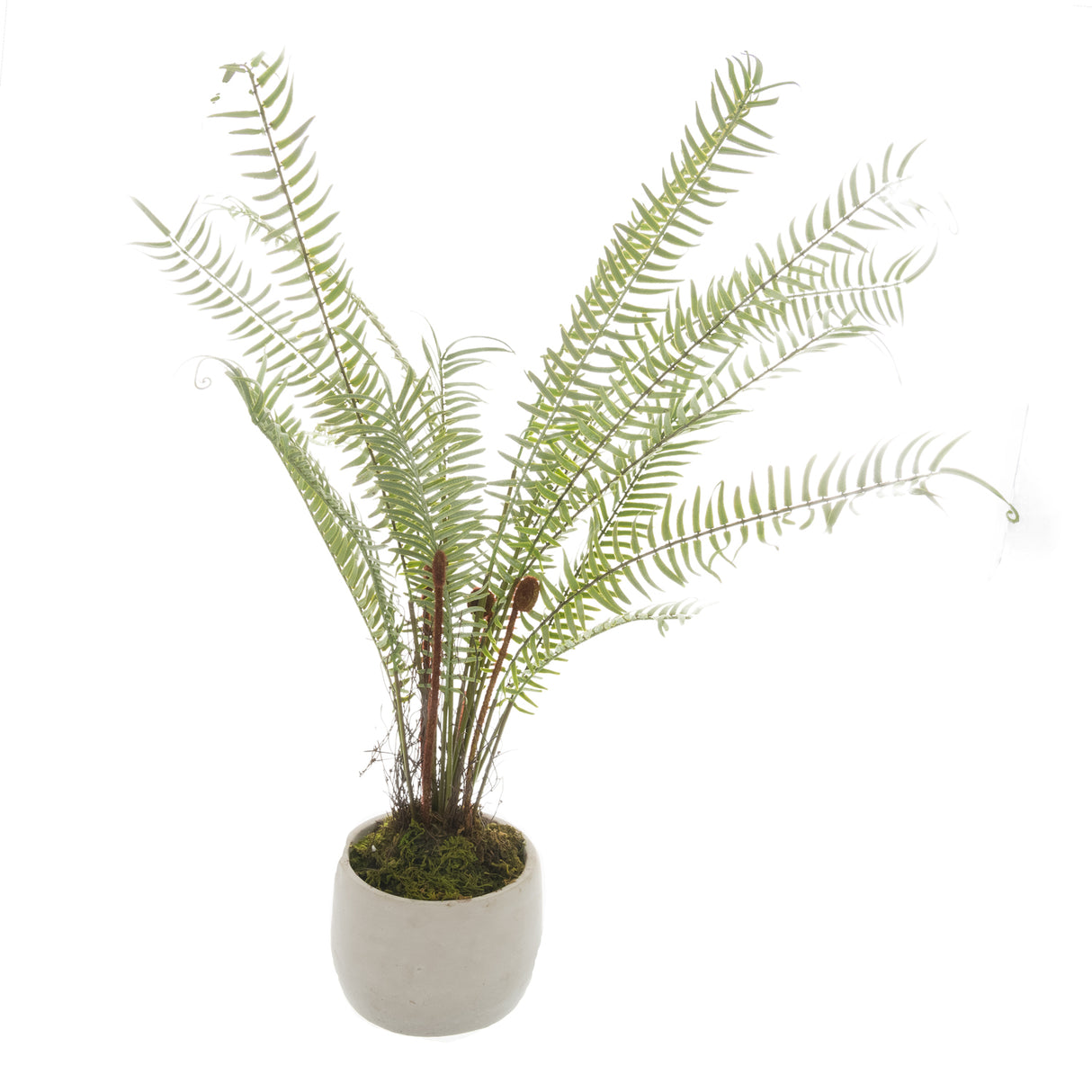 white potted boston fern
