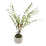white potted boston fern