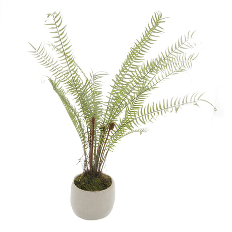 white potted boston fern