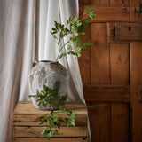long fennel stem