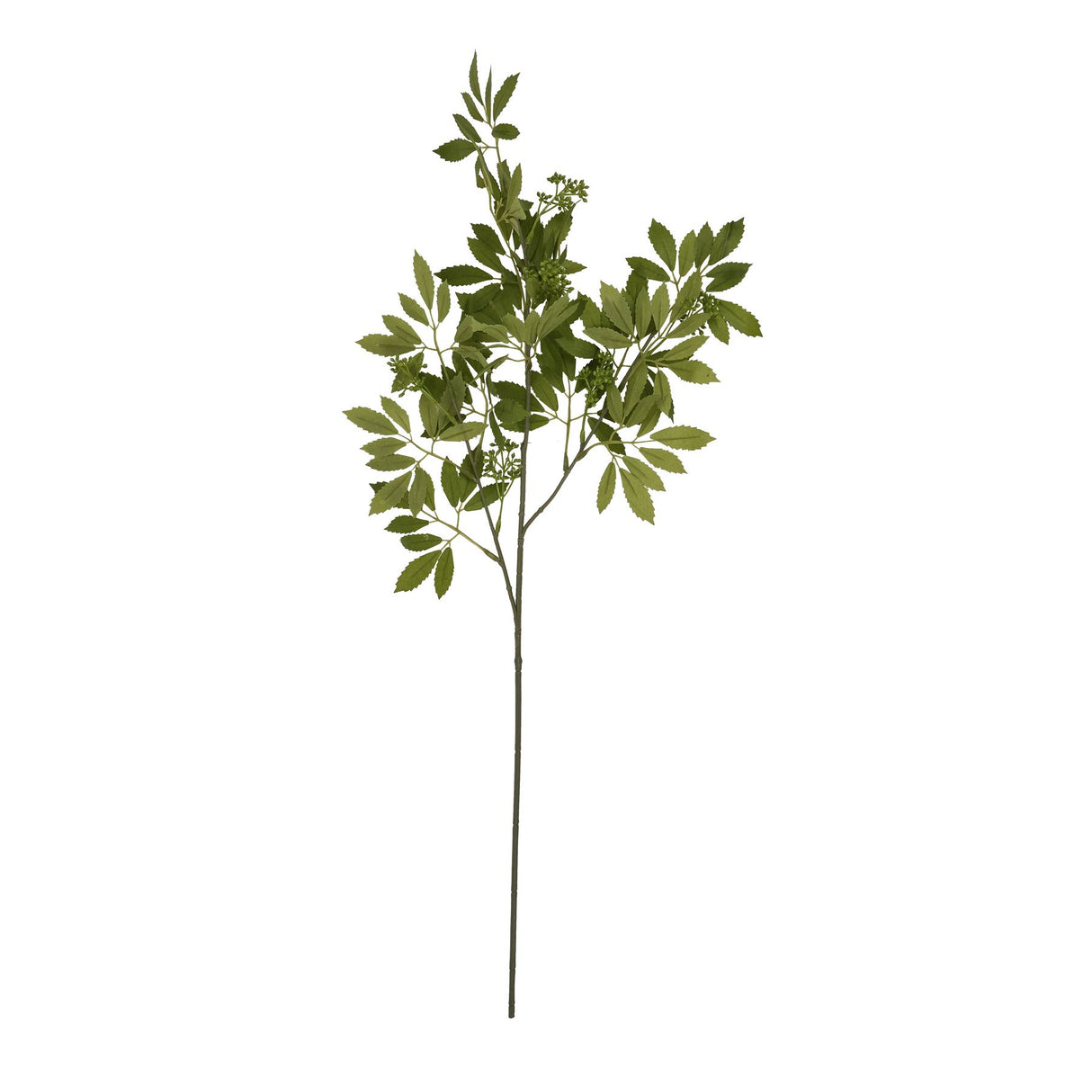 long fennel stem