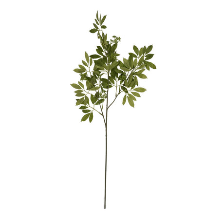long fennel stem