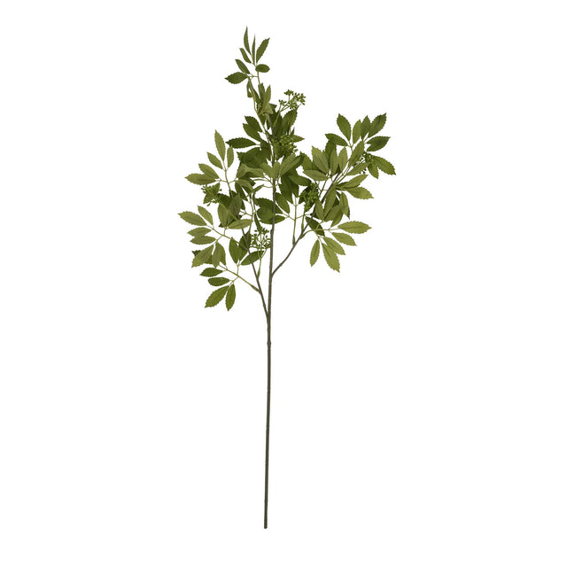 long fennel stem