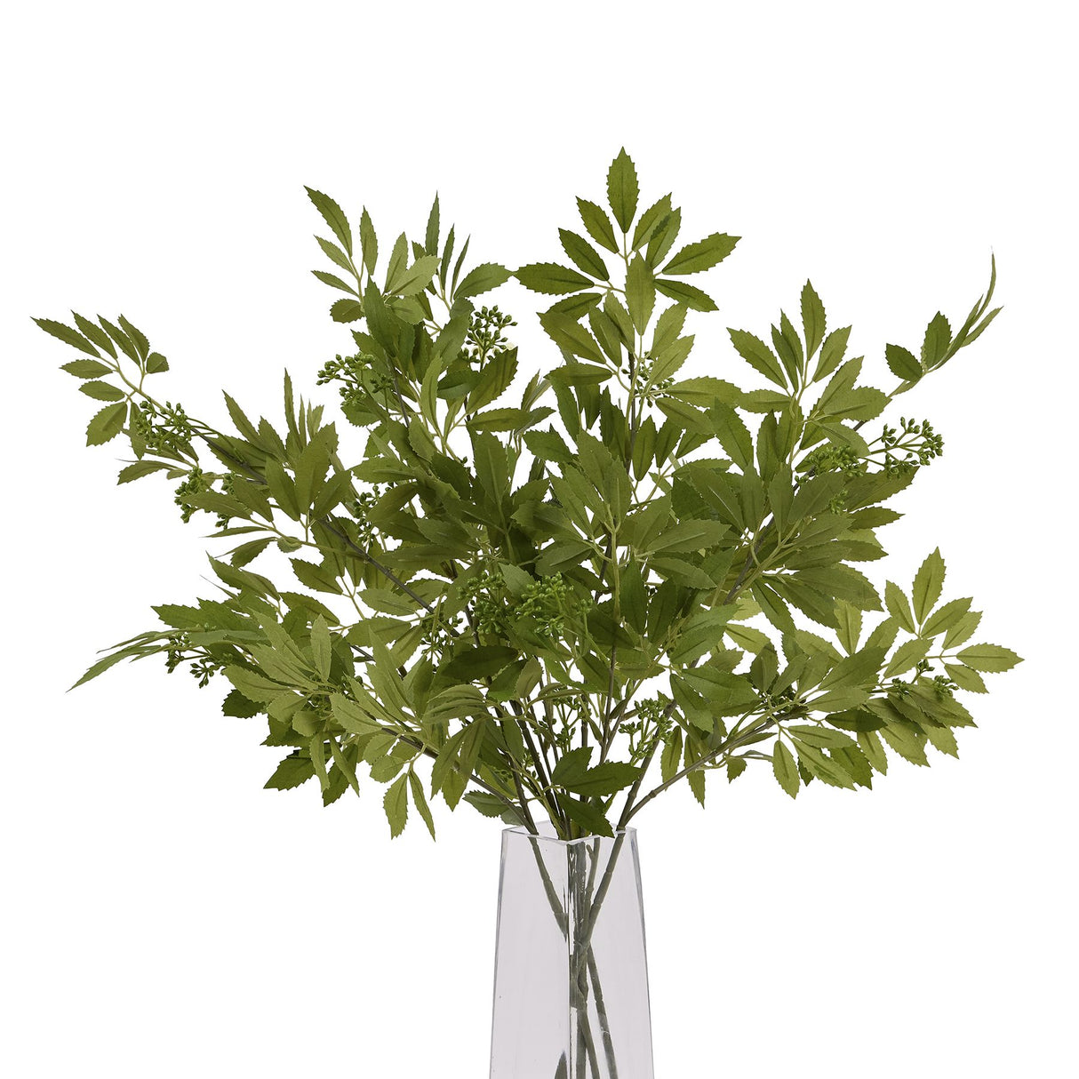 long fennel stem