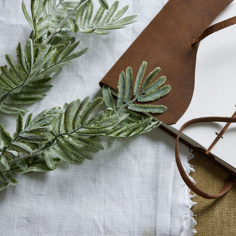 silver wattle leaf