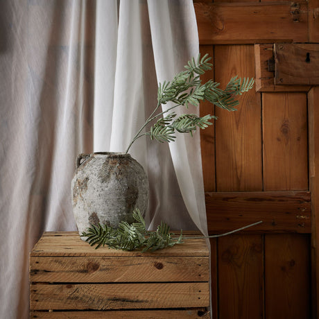 silver wattle leaf