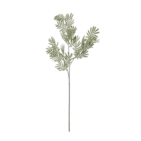 silver wattle leaf