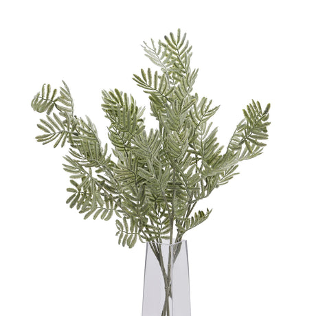 silver wattle leaf