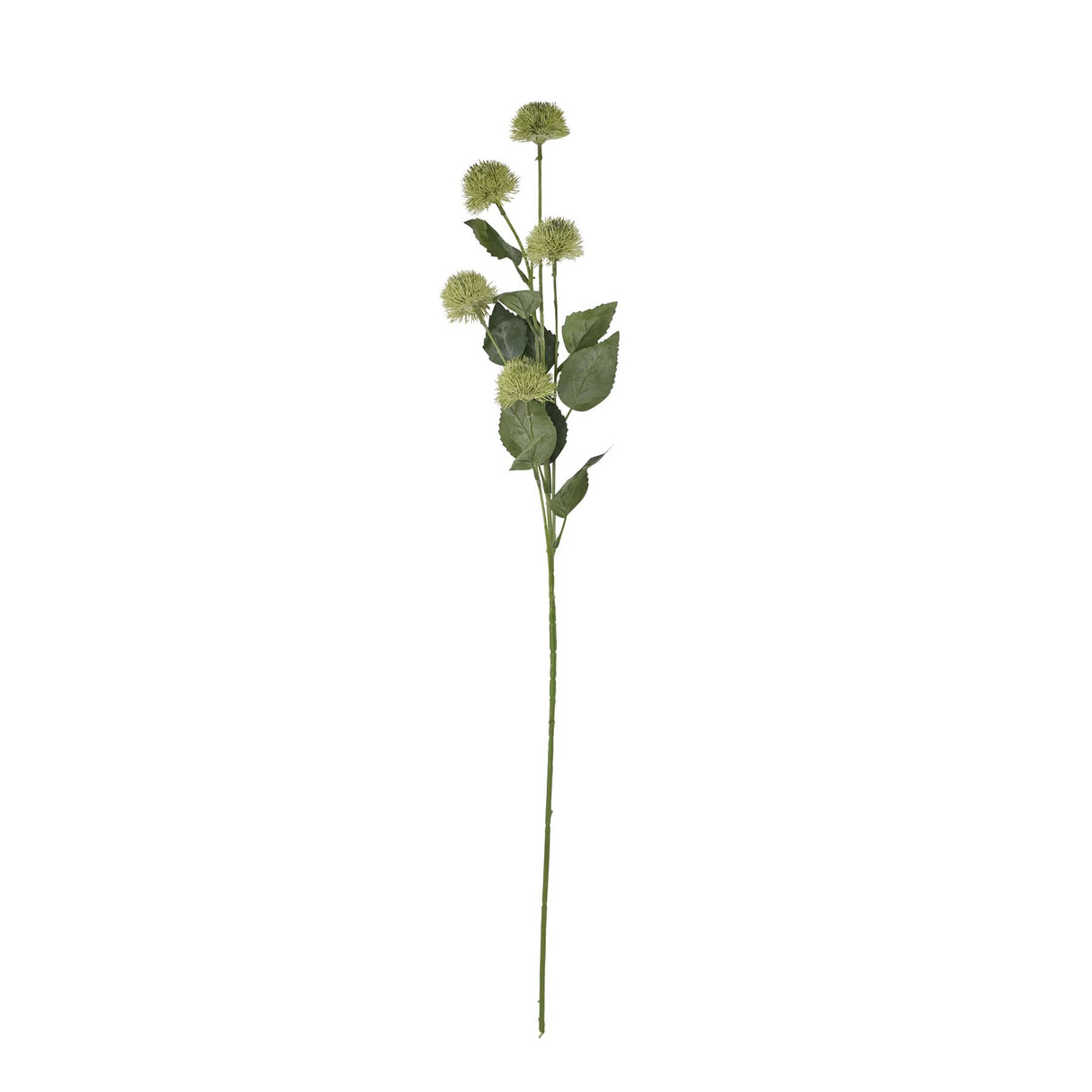 thistle globe stem