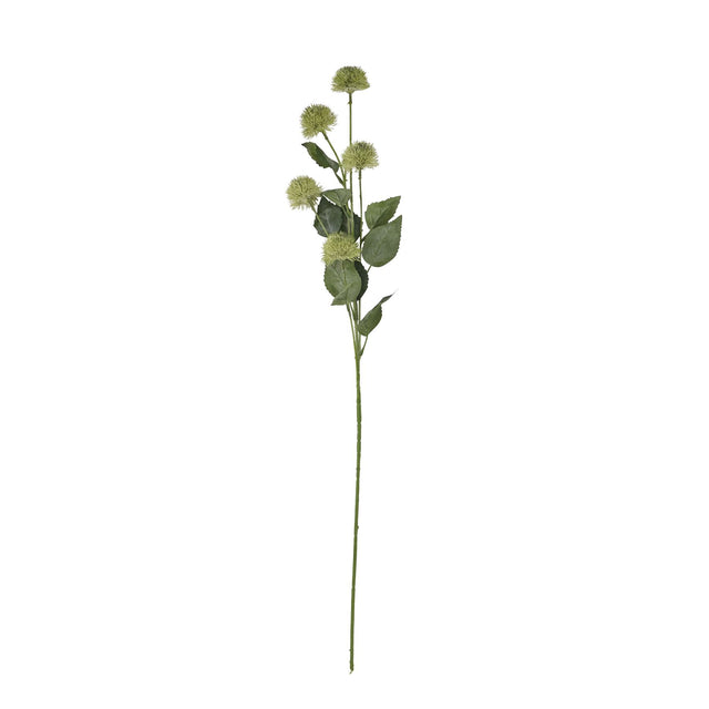 thistle globe stem