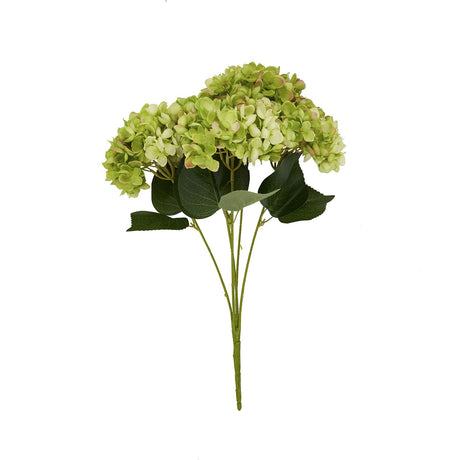 green hydrangea bunch
