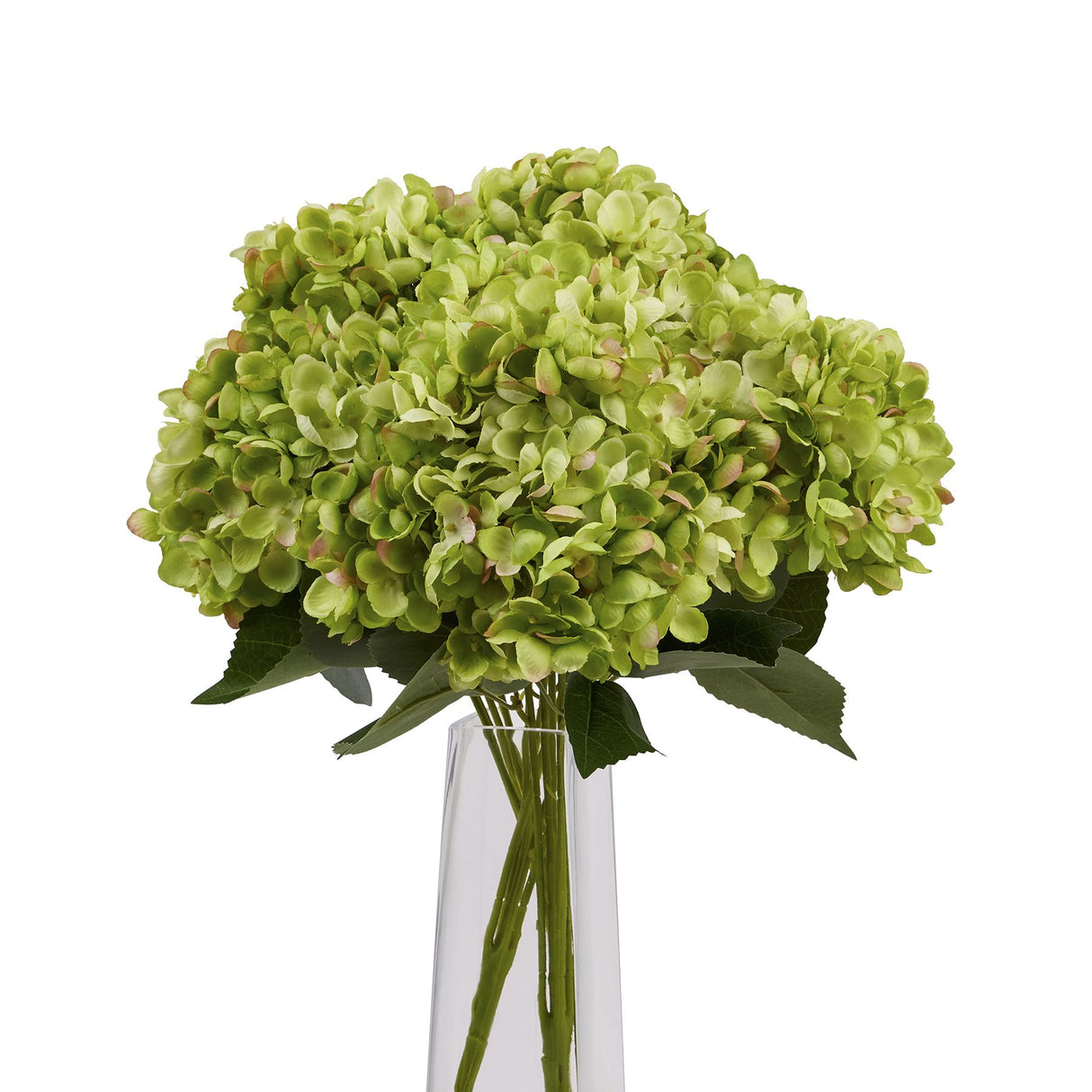green hydrangea bunch