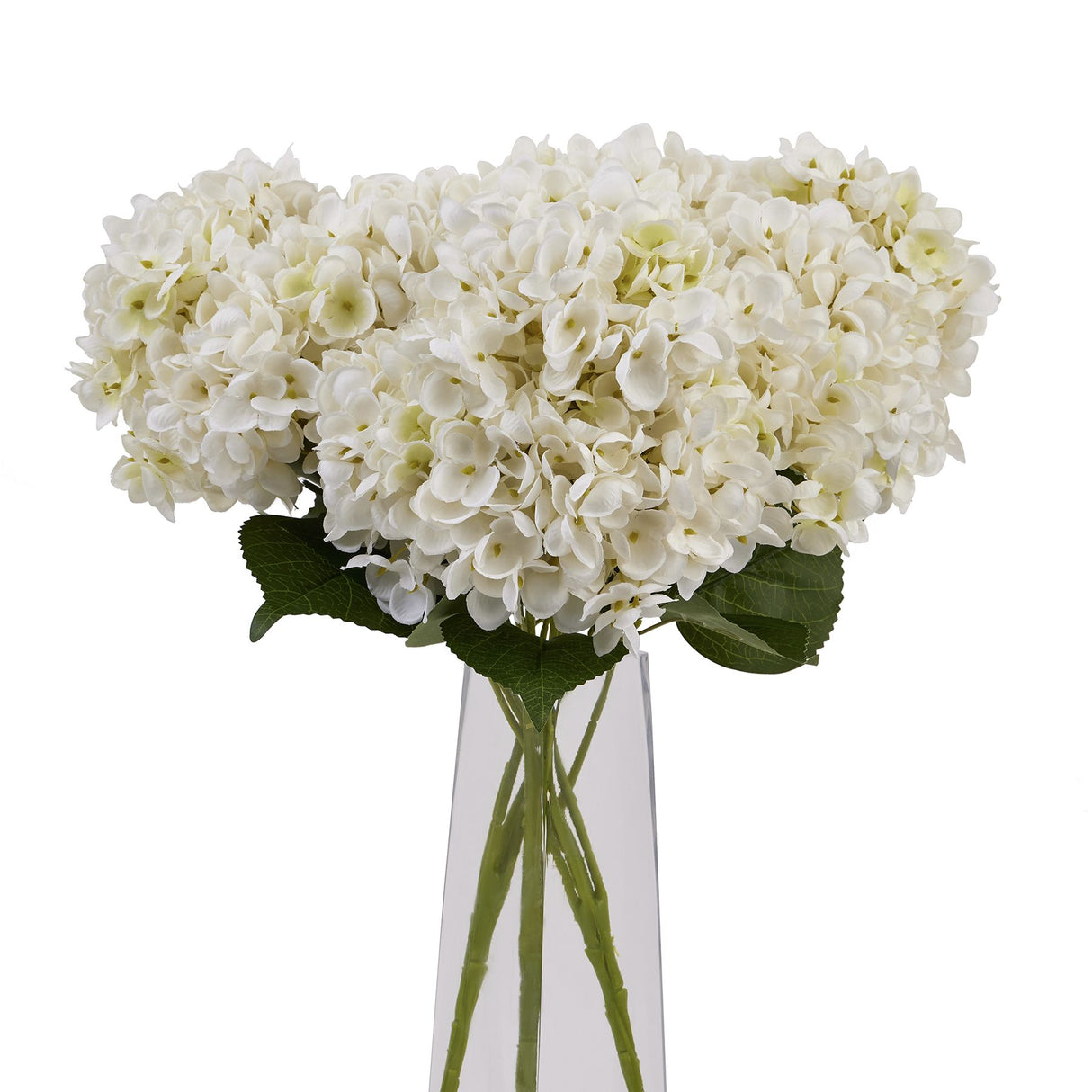 white hydrangea bunch