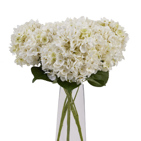 white hydrangea bunch