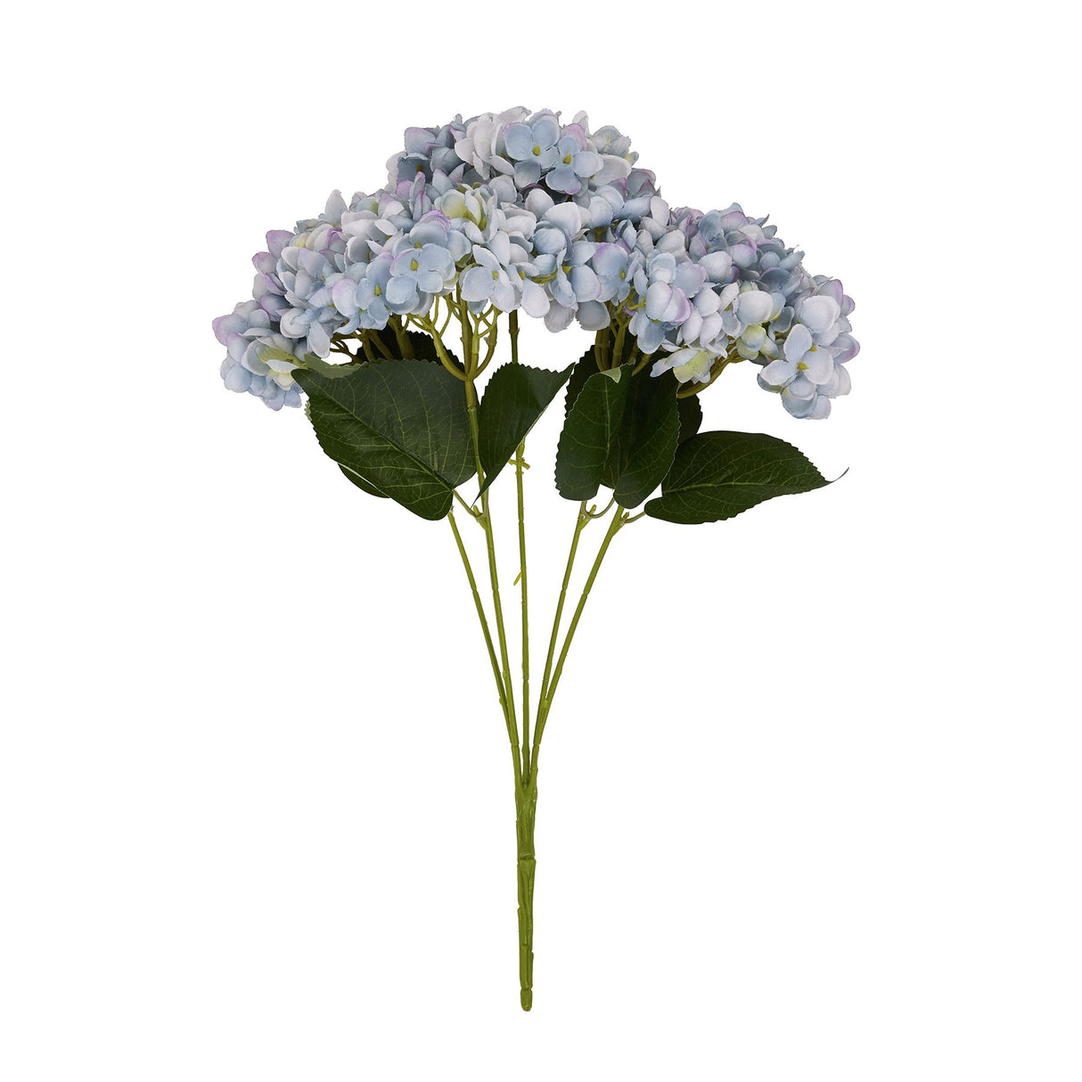 blue hydrangea bunch