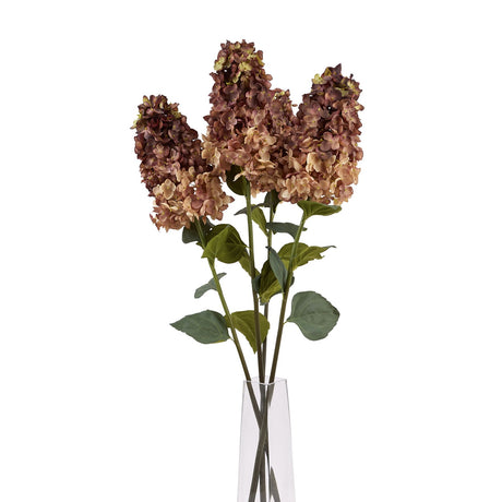 burgundy spear hydrangea
