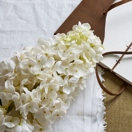 white spear hydrangea