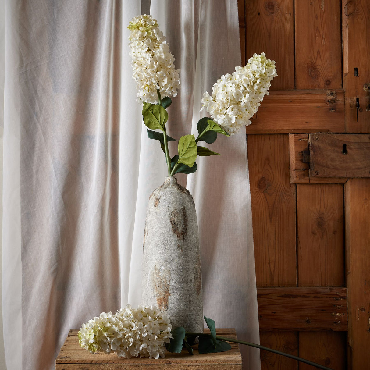 white spear hydrangea