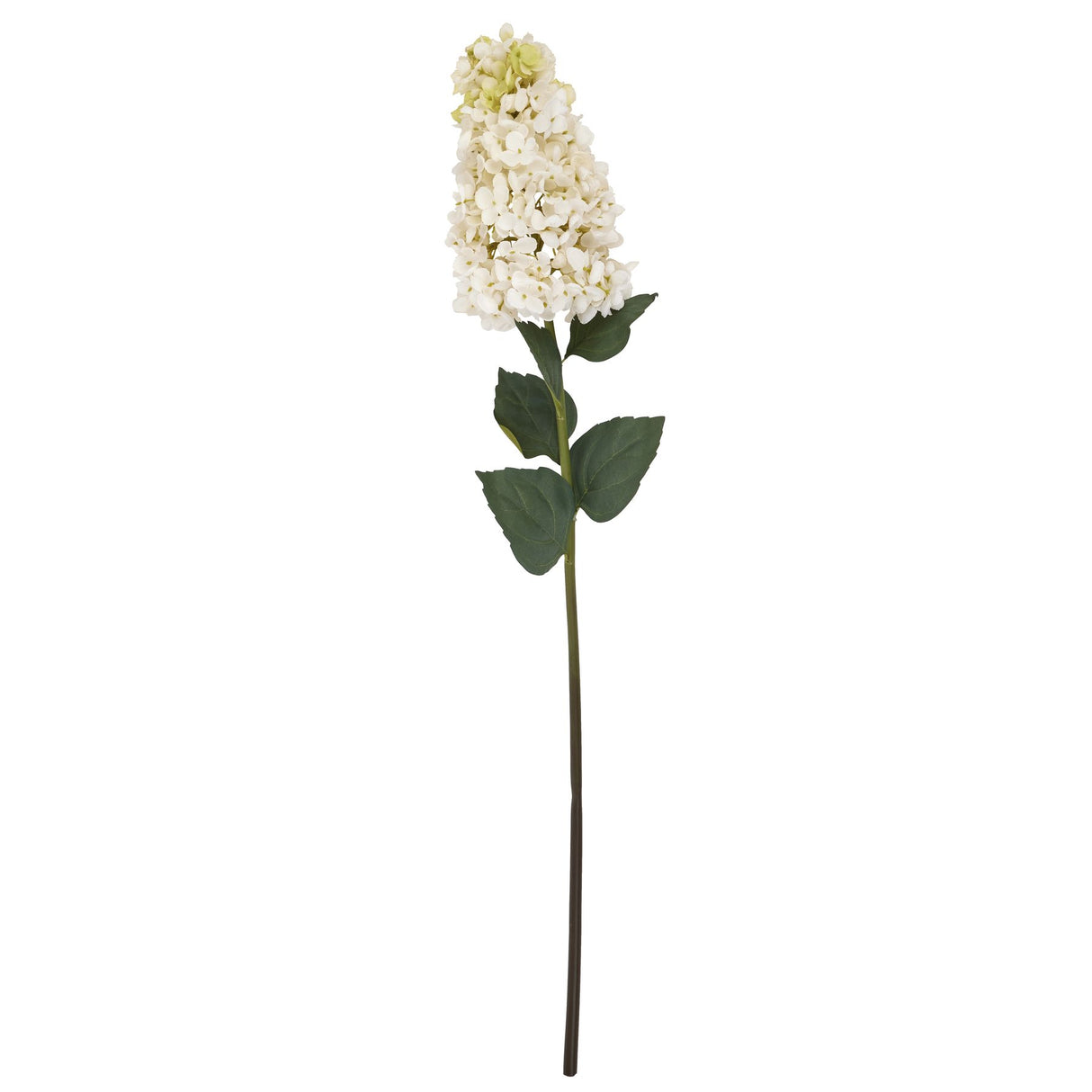 white spear hydrangea