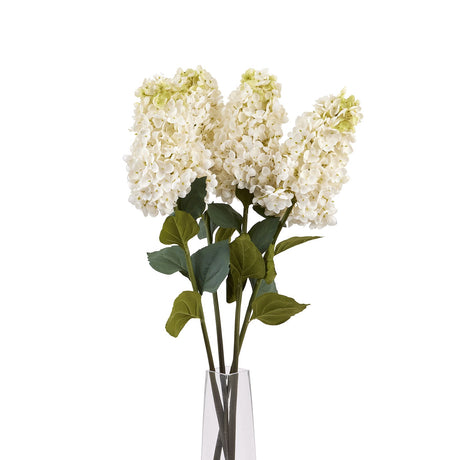 white spear hydrangea