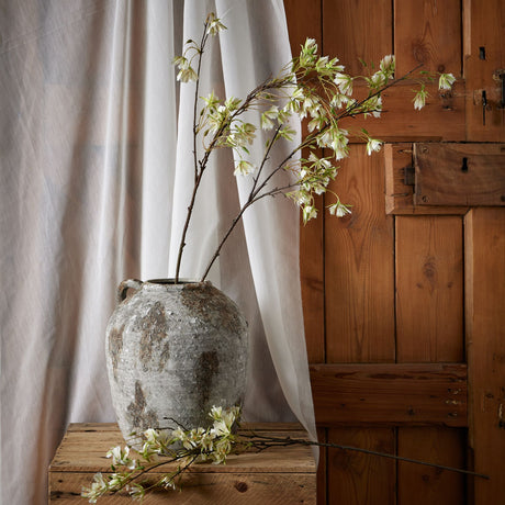 elaeocarpus stem