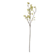 elaeocarpus stem