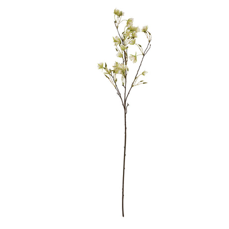 elaeocarpus stem