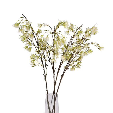 elaeocarpus stem