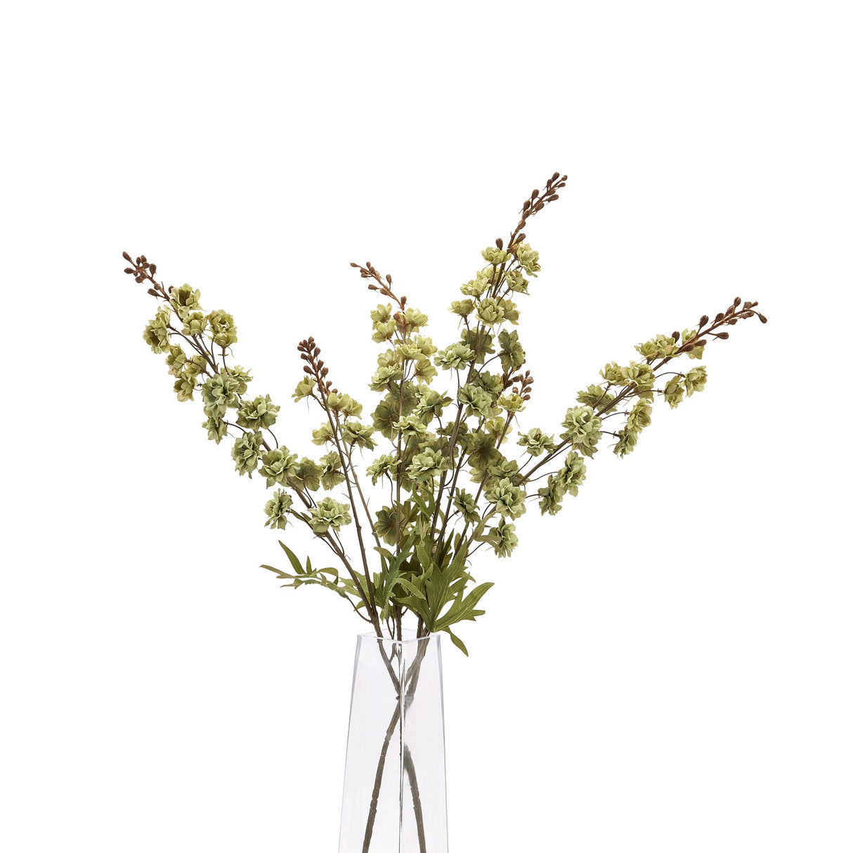 tall green hops stem