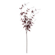 ornamental burgundy leaf