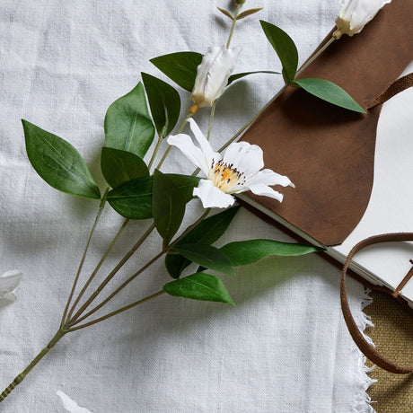 white florida clematis