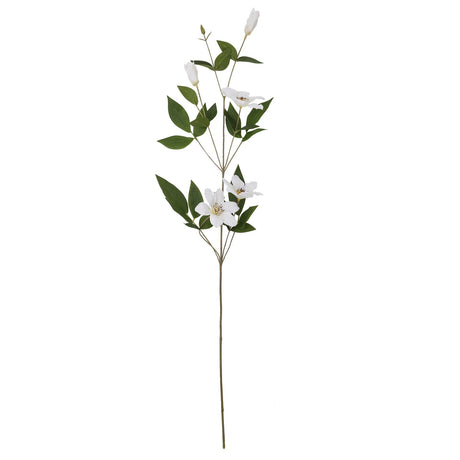 white florida clematis