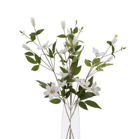 white florida clematis
