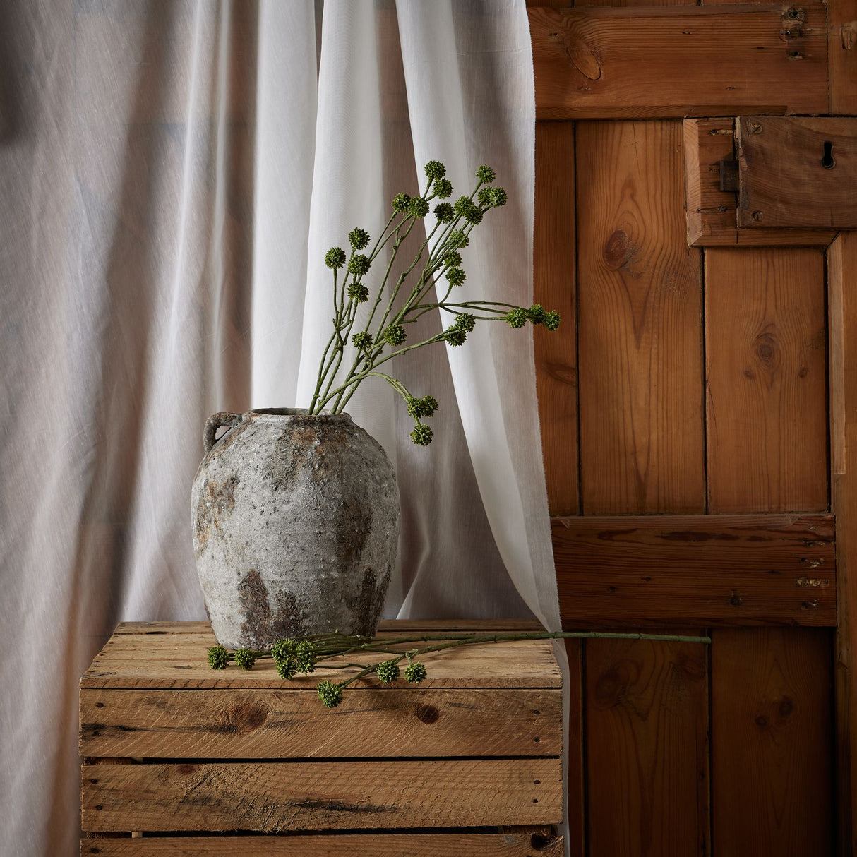 green craspedia stem