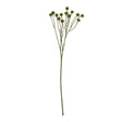 green craspedia stem