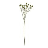 green craspedia stem