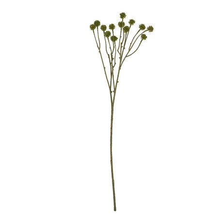 green craspedia stem