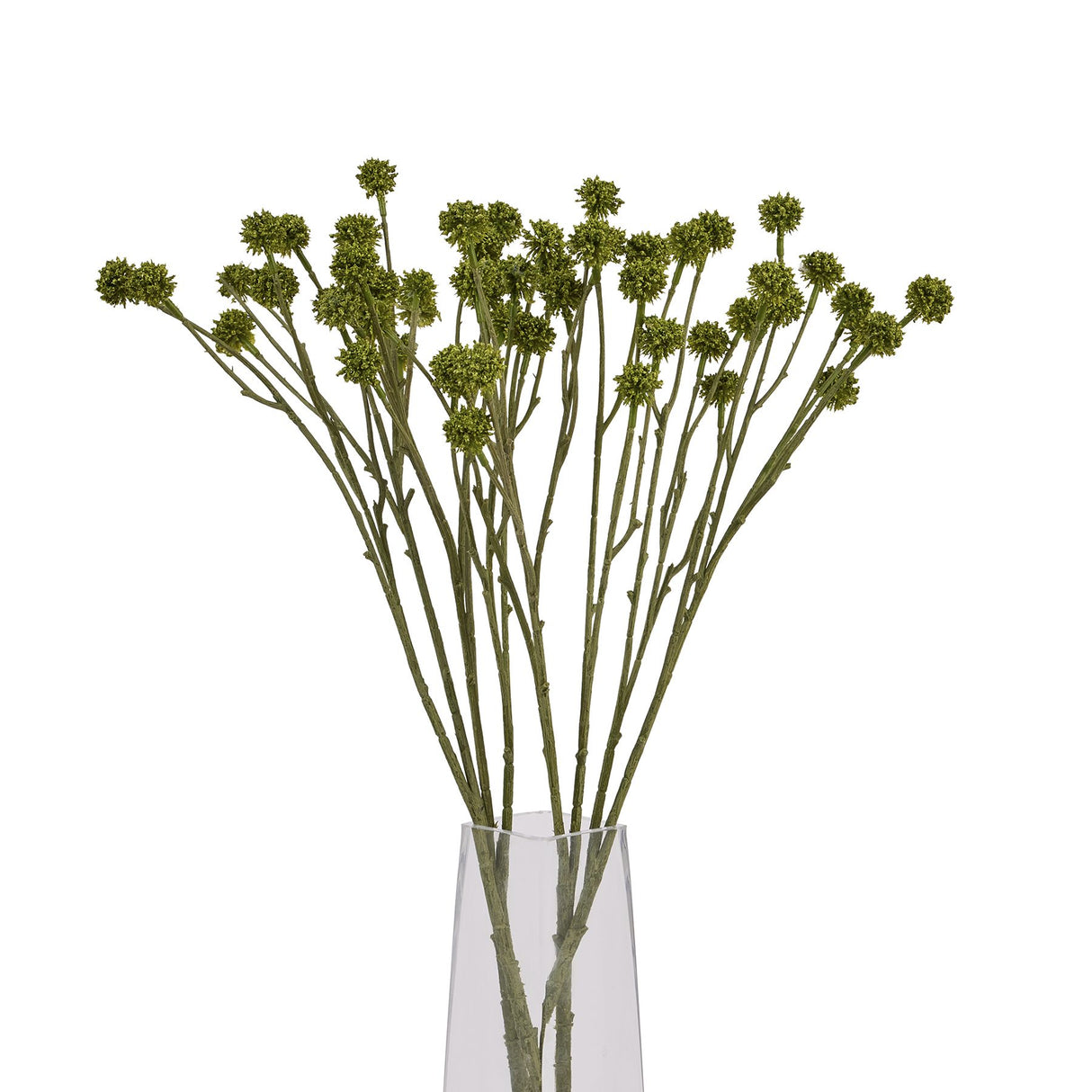 green craspedia stem