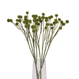 green craspedia stem
