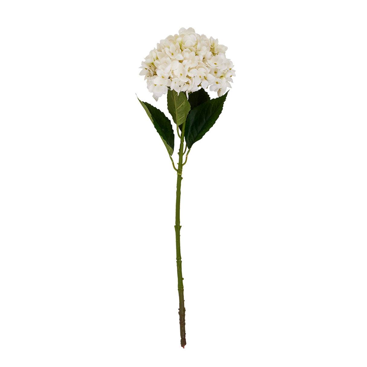 white hydrangea stem